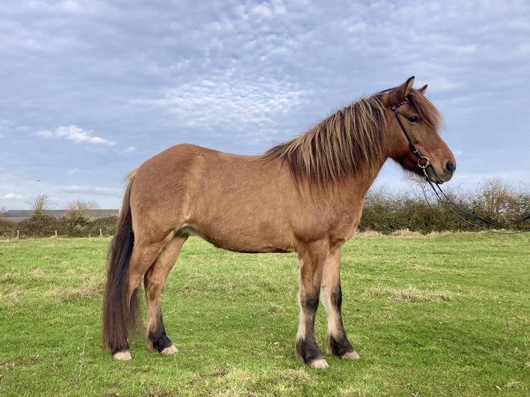 Icelandic Horse Mare 10 years 13,2 hh Dun in Hohenfelde