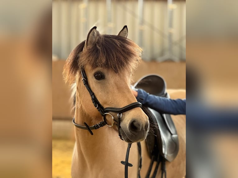 Icelandic Horse Mare 10 years 13,2 hh in Meckenheim Icelandic Horse Mare 10 years 13,2 hh in Meckenheim