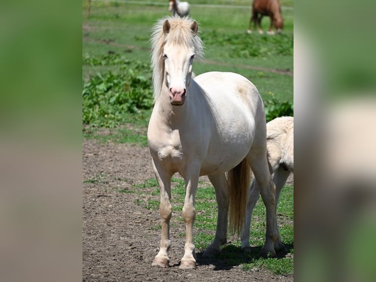 Icelandic Horse Mare 10 years 13,3 hh Perlino in Güssing