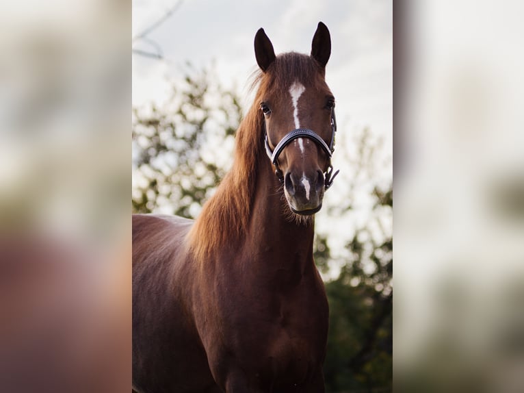 Icelandic Horse Mix Mare 10 years 14,2 hh Chestnut-Red in Odenthal