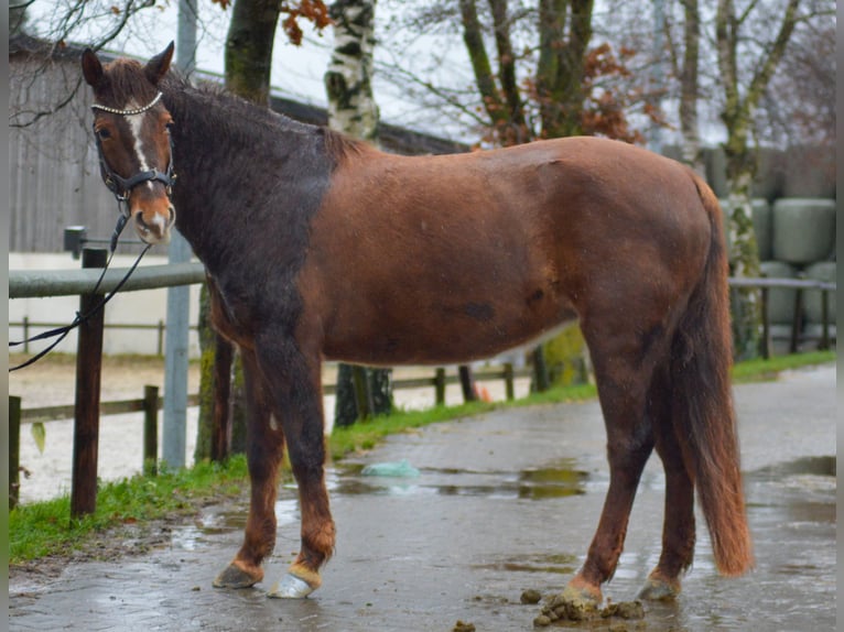 Icelandic Horse Mix Mare 10 years 14,2 hh Chestnut-Red in Odenthal