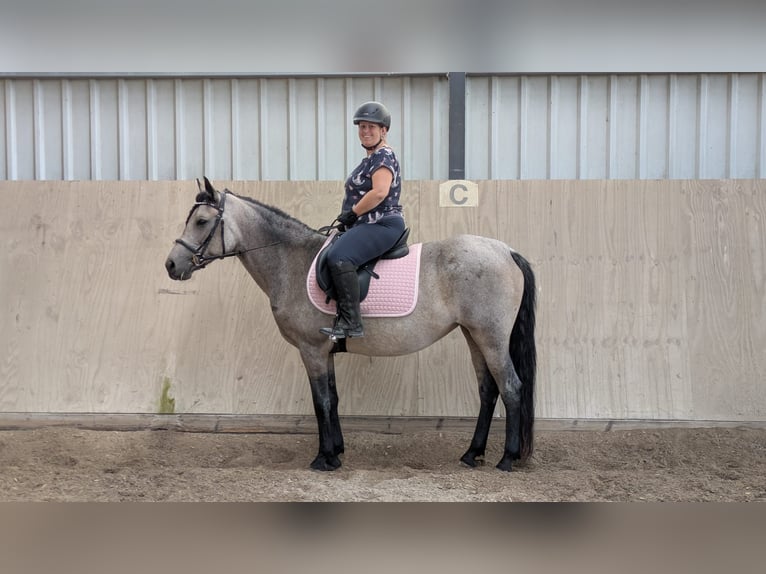 Icelandic Horse Mix Mare 10 years 14.3 hh Buckskin in Malsch