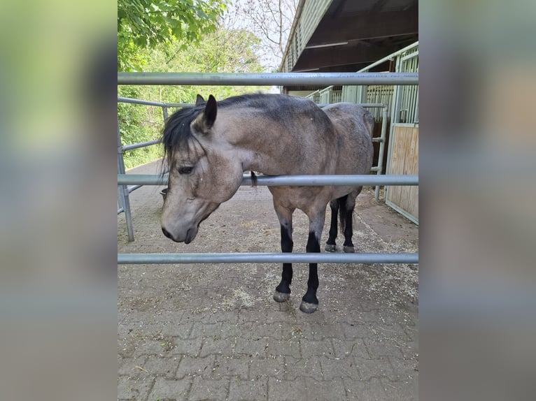 Icelandic Horse Mix Mare 10 years 14.3 hh Buckskin in Malsch