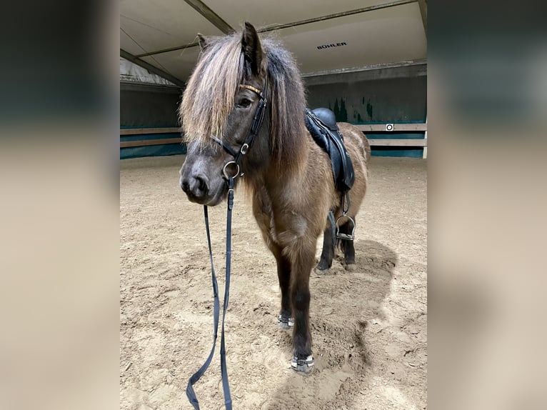 Icelandic Horse Mare 10 years 14 hh Bay-Dark in Teltow