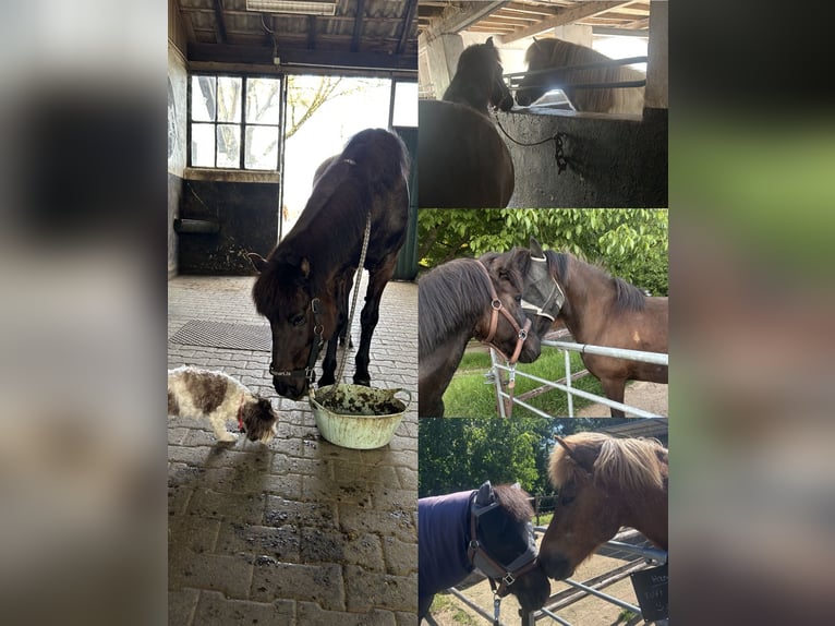 Icelandic Horse Mare 10 years 14 hh Black in Alfter