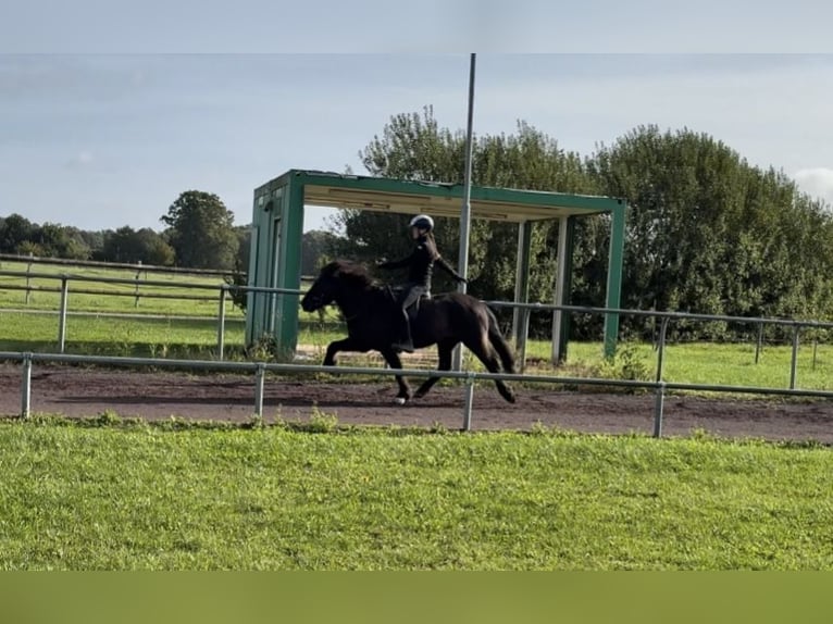 Icelandic Horse Mare 10 years 14 hh Black in Soltau