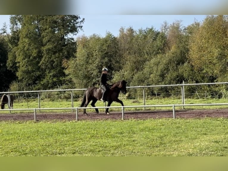 Icelandic Horse Mare 10 years 14 hh Black in Soltau