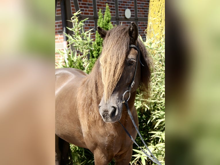 Icelandic Horse Mare 10 years 14 hh Black in Soltau
