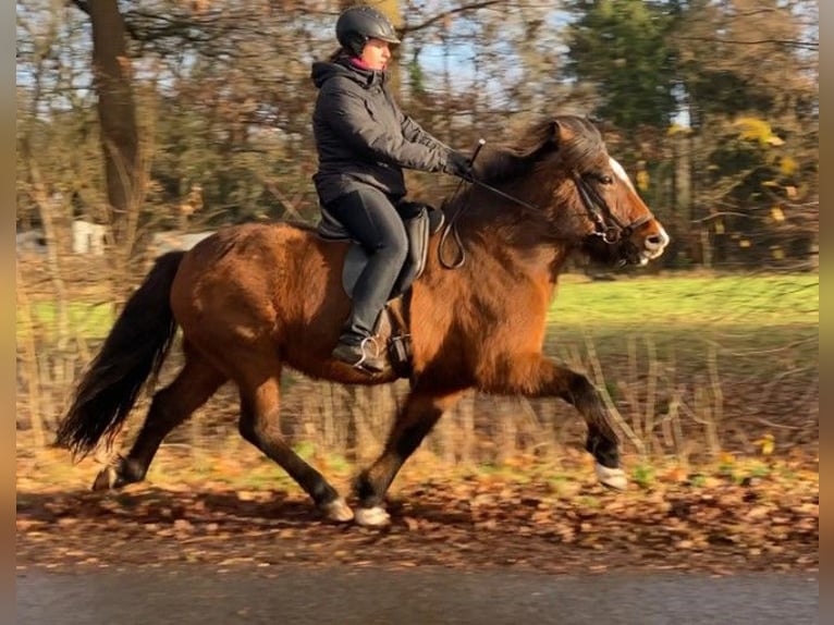 Icelandic Horse Mare 10 years 14 hh Brown in Schneverdingen