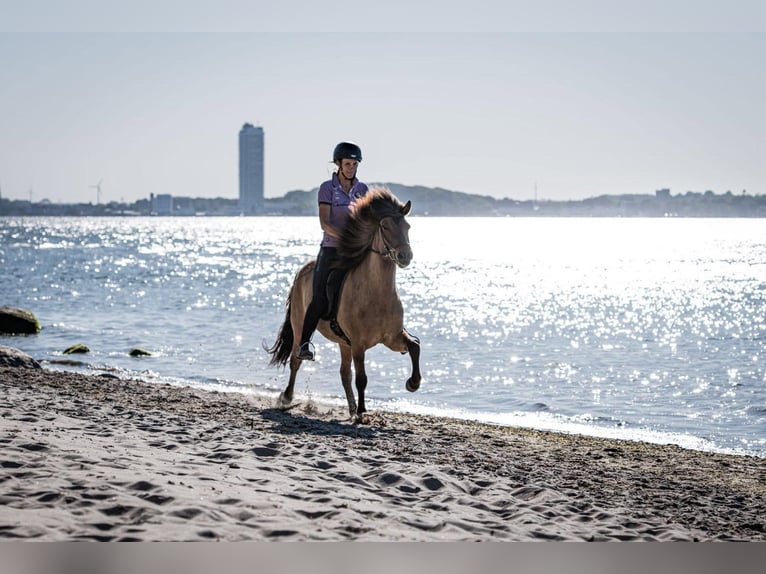 Icelandic Horse Mare 10 years 14 hh Brown-Light in Seedorf