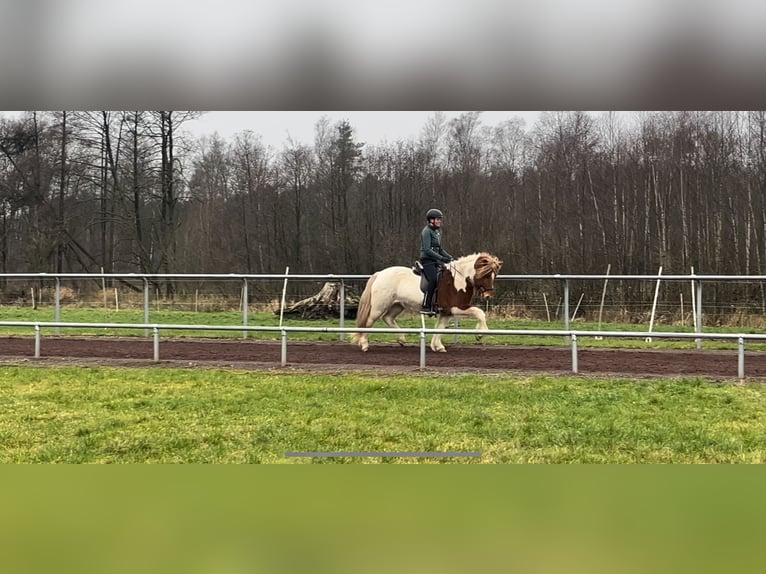 Icelandic Horse Mare 10 years 14 hh Pinto in Soltau