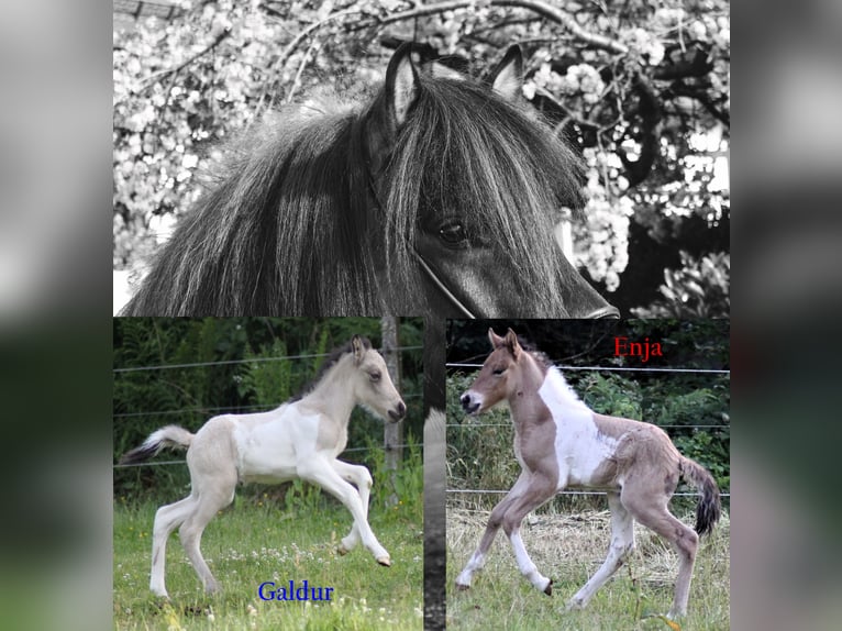 Icelandic Horse Mare 10 years 14 hh Pinto in Friesenhagen