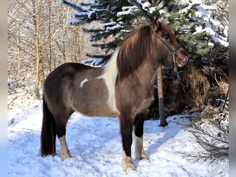 Icelandic Horse Mare 10 years 14 hh Pinto in Friesenhagen