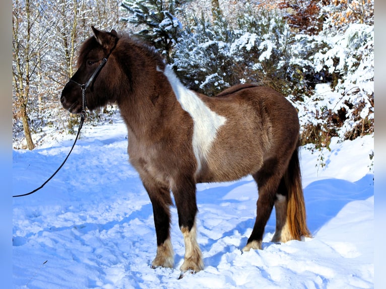 Icelandic Horse Mare 10 years 14 hh Pinto in Friesenhagen
