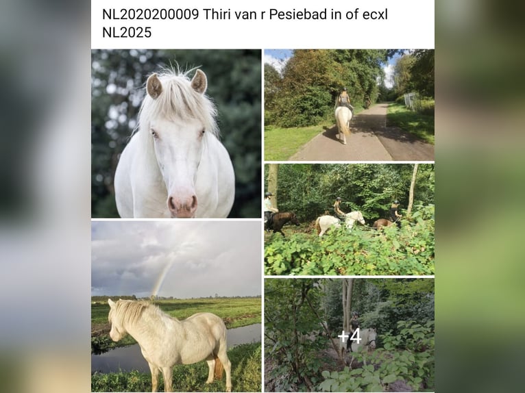 Icelandic Horse Mare 10 years 14 hh Red Dun in Alkmaar