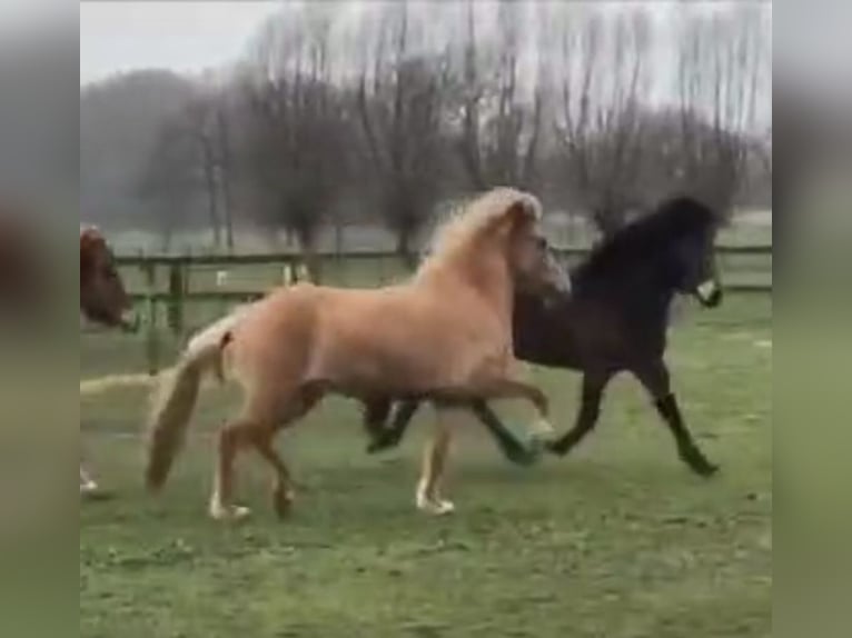 Icelandic Horse Mare 10 years 14 hh Red Dun in Alkmaar