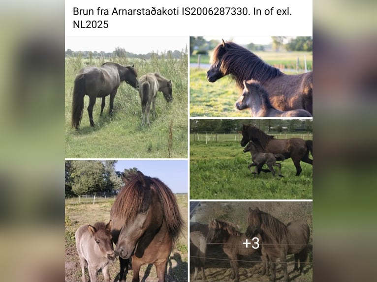 Icelandic Horse Mare 10 years 14 hh Red Dun in Alkmaar