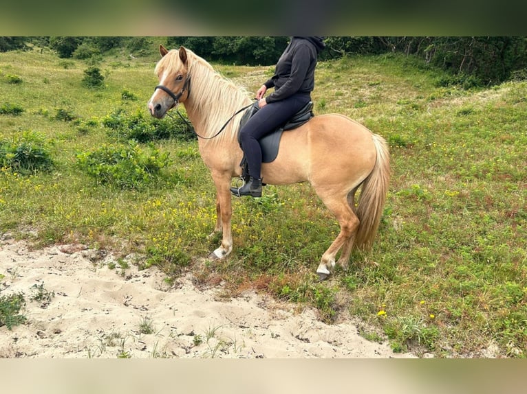 Icelandic Horse Mare 10 years 14 hh Red Dun in Alkmaar