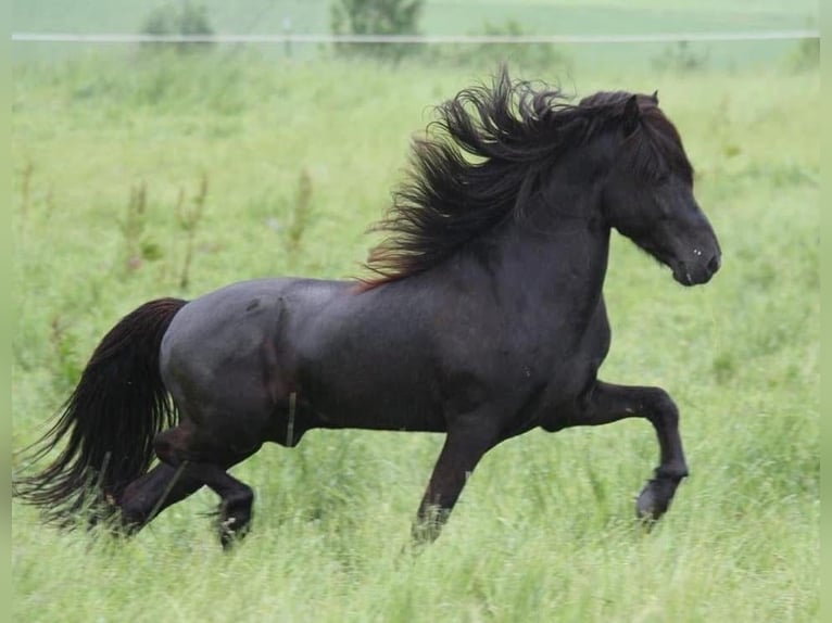 Icelandic Horse Mare 10 years Black in Ratingen