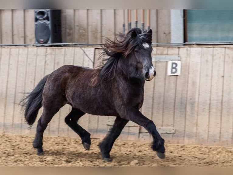 Icelandic Horse Mare 10 years Black in Ratingen