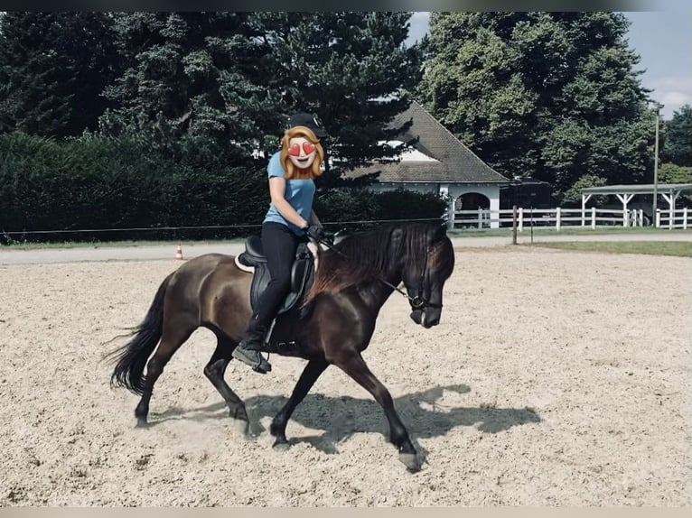 Icelandic Horse Mare 10 years Black in Ratingen