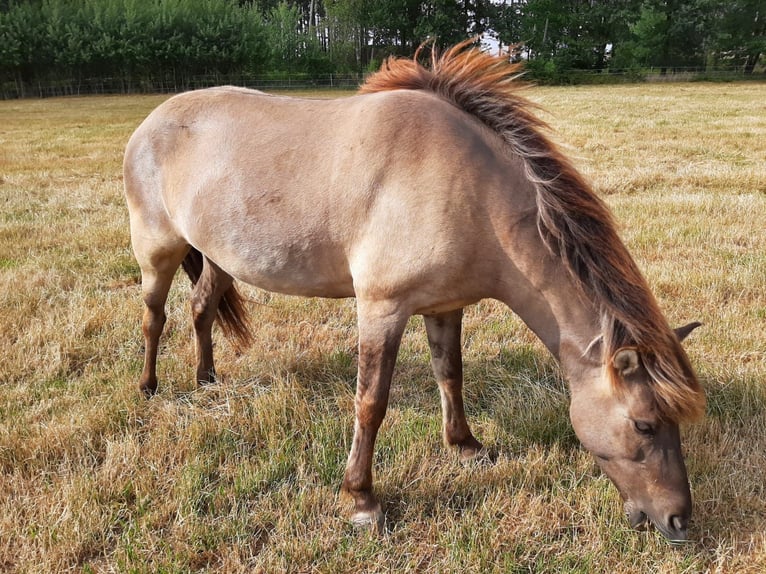 Icelandic Horse Mare 10 years Dun in Belm