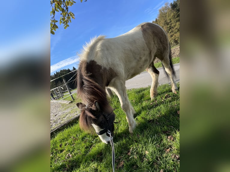 Icelandic Horse Mare 10 years Dun in Straßwalchen