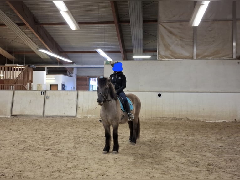 Icelandic Horse Mare 10 years in Bad Tatzmannsdorf