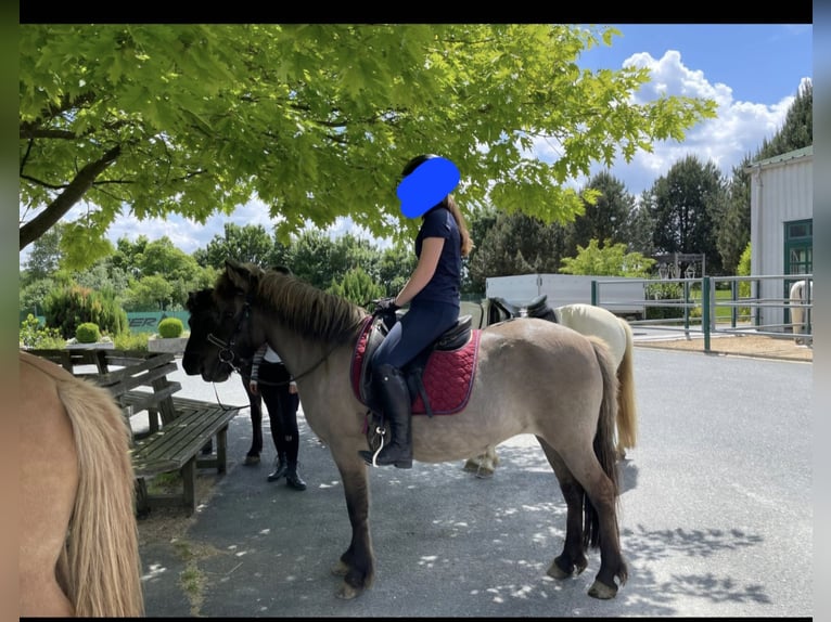 Icelandic Horse Mare 10 years in Bad Tatzmannsdorf