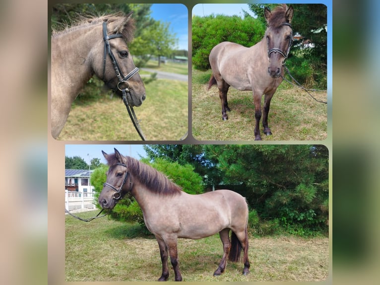 Icelandic Horse Mare 10 years in Bad Tatzmannsdorf