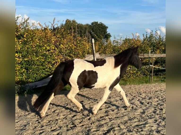 Icelandic Horse Mare 10 years Pinto in Neustadt am Rübenberge