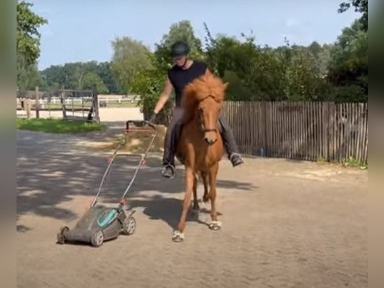 Icelandic Horse Mare 11 years 13,1 hh Chestnut-Red in Schneverdingen