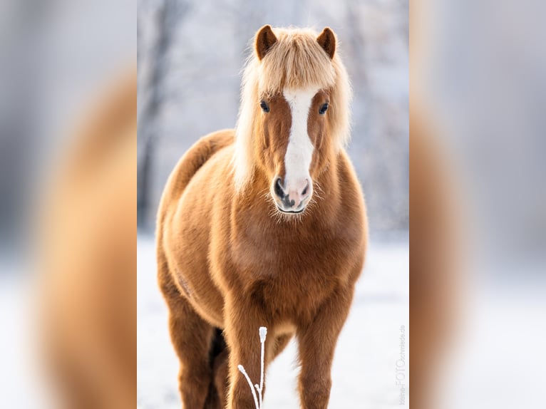 Icelandic Horse Mare 11 years 13,1 hh Chestnut-Red in Sippersfeld