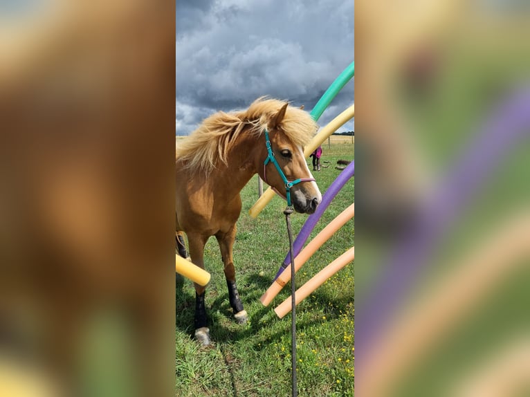 Icelandic Horse Mare 11 years 13,1 hh Chestnut-Red in Sippersfeld