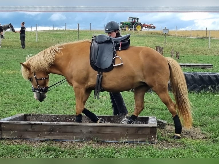 Icelandic Horse Mare 11 years 13,1 hh Chestnut-Red in Sippersfeld