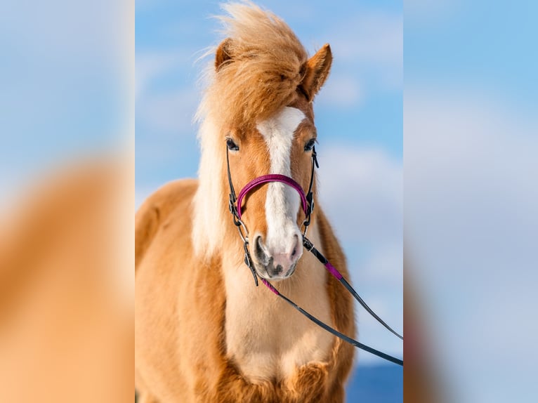 Icelandic Horse Mare 11 years 13,1 hh Chestnut-Red in Sippersfeld