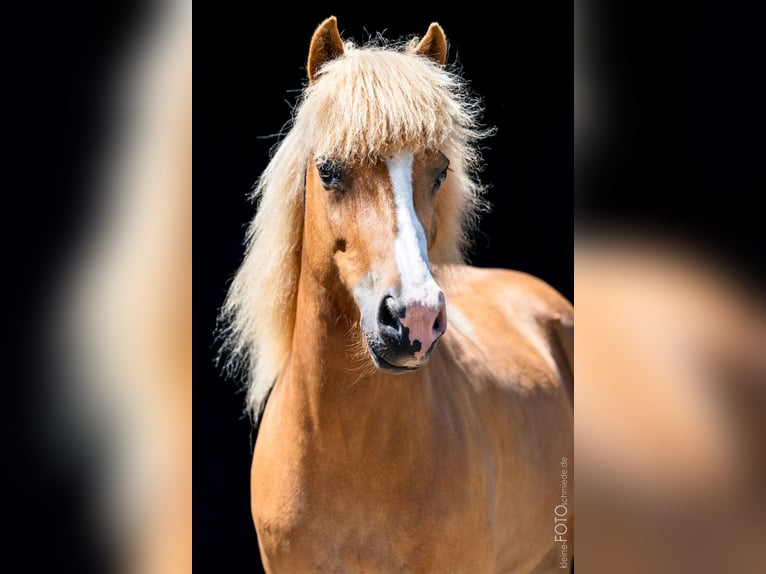 Icelandic Horse Mare 11 years 13,1 hh Chestnut-Red in Sippersfeld