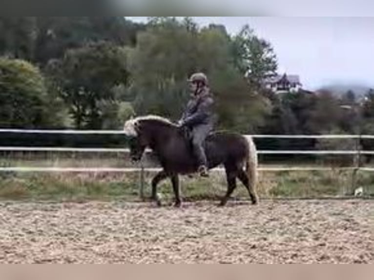 Icelandic Horse Mare 11 years 13,1 hh in Schwarzenborn