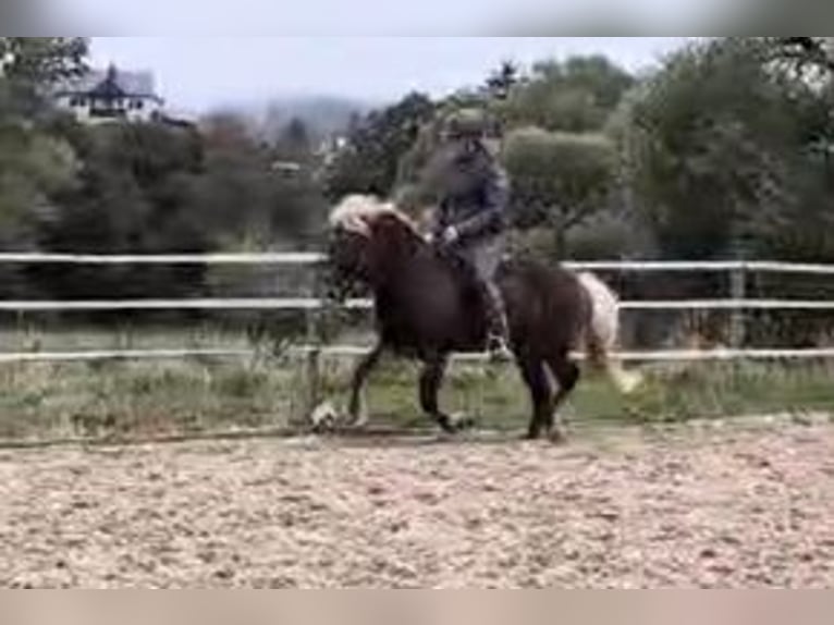 Icelandic Horse Mare 11 years 13,1 hh in Schwarzenborn