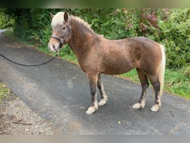 Icelandic Horse Mare 11 years 13,1 hh in Schwarzenborn