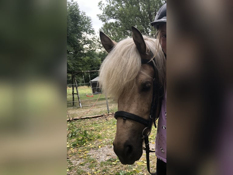 Icelandic Horse Mare 11 years 13.1 hh Palomino in Rechtmehring