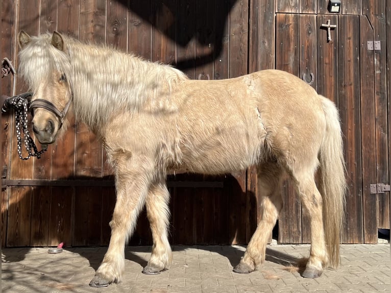 Icelandic Horse Mare 11 years 13.1 hh Palomino in Rechtmehring