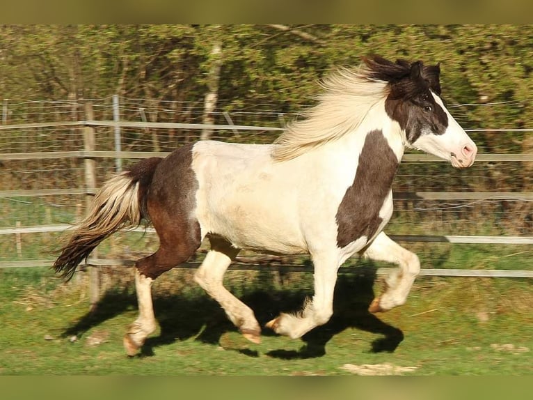 Icelandic Horse Mare 11 years 13,1 hh Pinto in Saarland