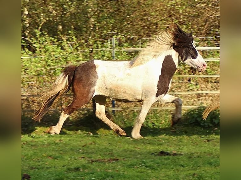 Icelandic Horse Mare 11 years 13,1 hh Pinto in Saarland