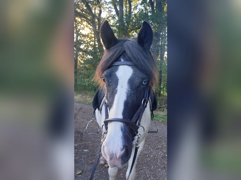 Icelandic Horse Mare 11 years 13,1 hh Pinto in Saarland