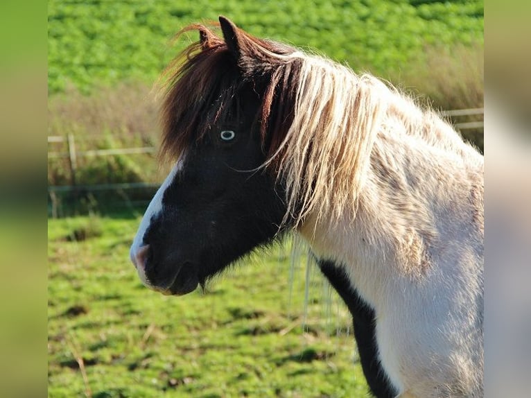 Icelandic Horse Mare 11 years 13,1 hh Pinto in Saarland