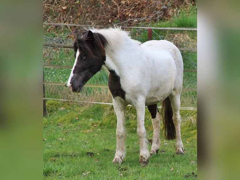 Icelandic Horse Mare 11 years 13,1 hh Pinto in Saarland