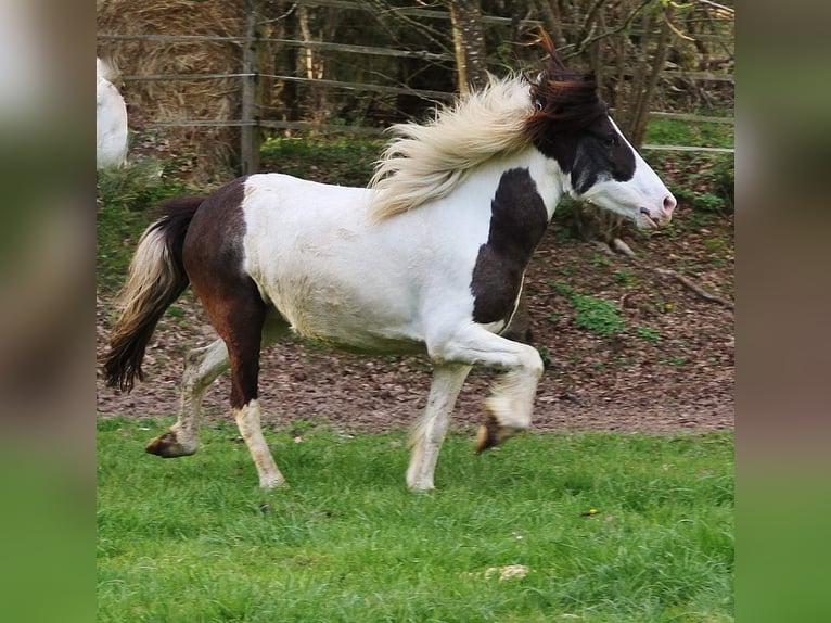 Icelandic Horse Mare 11 years 13,1 hh Pinto in Saarland