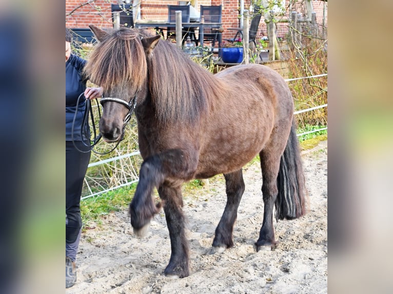 Icelandic Horse Mare 11 years 13.2 hh Bay-Dark in Heide