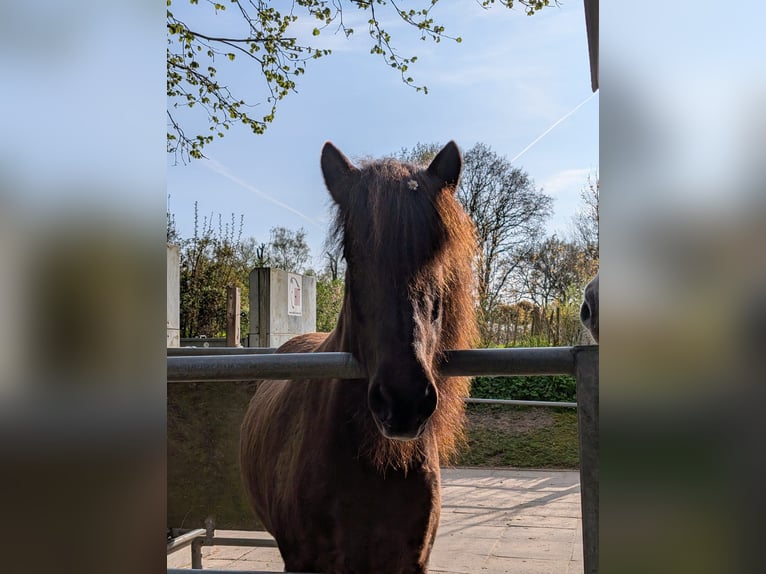 Icelandic Horse Mare 11 years 13.2 hh Bay-Dark in Heide